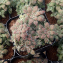 Crassula setulosa f/ Transvaal Drakensberg