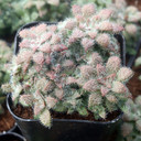 Crassula setulosa f/ Transvaal Drakensberg