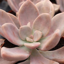 Graptopetalum 'Murasaki' [large]