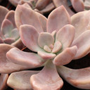 Graptopetalum 'Murasaki' [large]