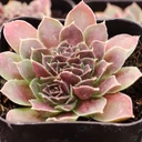 Sempervivum heuffelii 'Mystique' - February