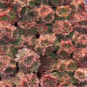 Sempervivum heuffelii 'Mystique' clusters