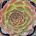 Sempervivum heuffelii 'Mystique' - April