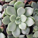 Echeveria 'Chrissy n Ryan' - Top