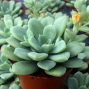 Echeveria 'Chrissy n Ryan'