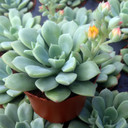 Echeveria 'Chrissy n Ryan'