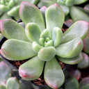 Cremneria 'Expatriata'