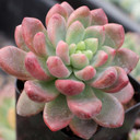Cremneria 'Expatriata' - March
