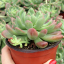 Cremneria 'Expatriata'