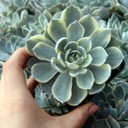 Echeveria peacockii f. variegata - Variegated Peacock Echeveria [large] - August