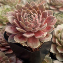 Sempervivum 'Pacific Magic Night'