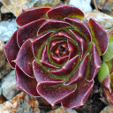 Sempervivum heuffelii 'Gold Bug' (Outdoors) - February