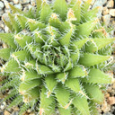 Haworthia arachnoidea - Cobweb Aloe [large]