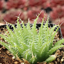 Haworthia arachnoidea - Cobweb Aloe