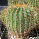 Parodia nigrispina [large] - September