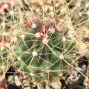 Ferocactus hamatacanthus ssp. sinuatus