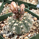 Gymnocalycium bayrianum