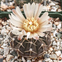 Gymnocalycium bayrianum - Bloom