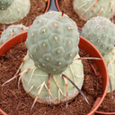 Tephrocactus alexanderi - Indian Ball Cactus