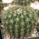 Melocactus curvispinus [large]