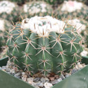 Melocactus curvispinus [large]