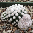 Mammillaria gracilis 'Oruga' [large]