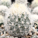 Eriosyce senilis [large]