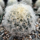 Eriosyce senilis [large]