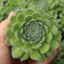 Sempervivum 'Pacific Rim'