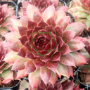 Sempervivum 'Red Hot Chili' - September