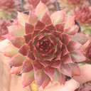Sempervivum 'Red Hot Chili' - September