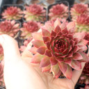 Sempervivum 'Red Hot Chili' - September