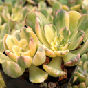 Aeonium castello-paivae variegata 'Suncup' - Summer