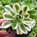 Aeonium castello-paivae f. variegata 'Suncup' - February