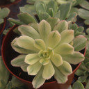 Aeonium castello-paivae f. variegata 'Suncup' [large] - September