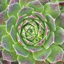 Sempervivum heuffelii 'Violet' - March