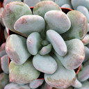 Pachyphytum 'Blue Haze' - Winter