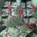 Opuntia 'Santa Rita'