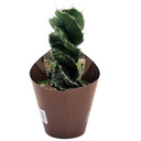 Cereus forbesii 'Spiralis' [rooted]
