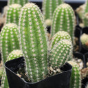 Echinopsis 'Captain Jessop'