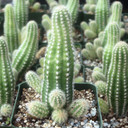 Echinopsis 'Captain Jessop'