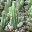 Echinopsis 'Captain Jessop'