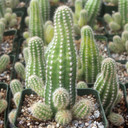 Echinopsis 'Captain Jessop'