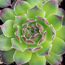 Sempervivum heuffelii 'Apache' (Mature) - March