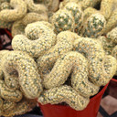 Mammillaria elongata f. cristata - Crested Ladyfinger Cactus