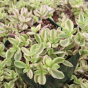Crassula volkensii f. variegata [large]