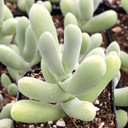 Stoeberia frutescens - Donkievy