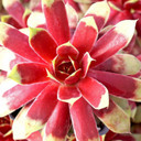 Chick Charms® Gold Mine™ - March