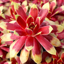 Chick Charms® Gold Mine™ - March