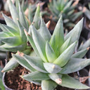 Haworthiopsis glauca var. glauca